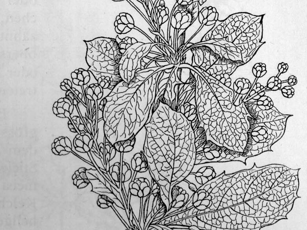Botanical scientific illustration of Berberis aristata showing golden wood, foliage, and berries