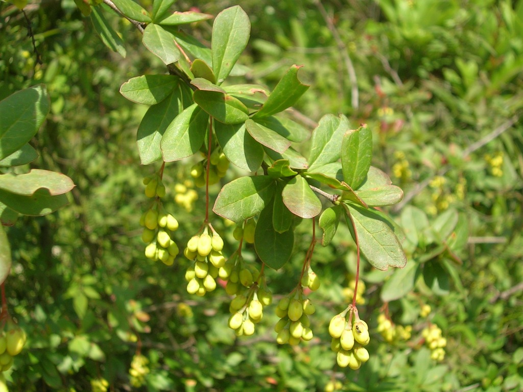 Wild spiny Kilmora barberry bushes growing on steep rocky Himalayan hillside with dark berries