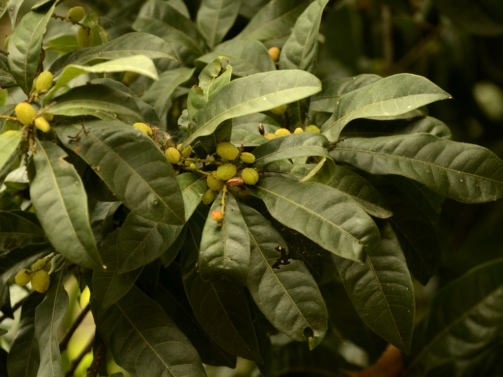 Macro botanical study of Myrica esculenta bayberry antioxidant pigmentation