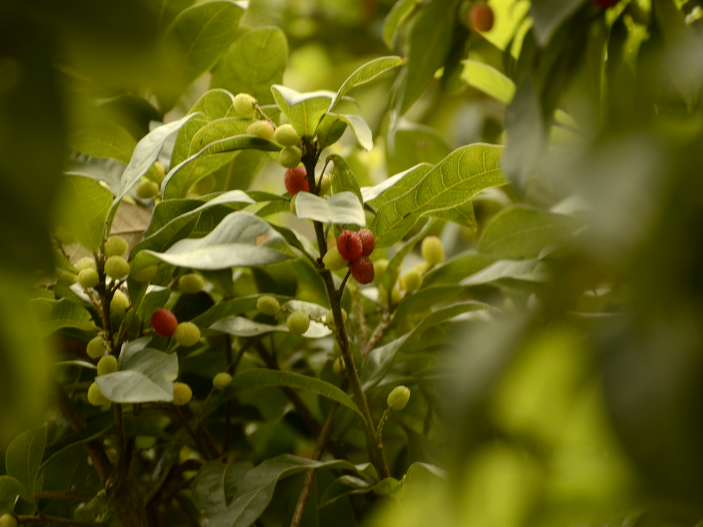 Kaphal tree branches laden with ripe ruby red wild bayberries in Himalayan oak forest