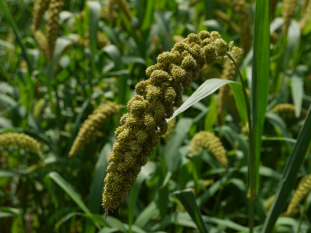 Golden foxtail millet sheaf bundles harvested in high Himalayan terraced fields