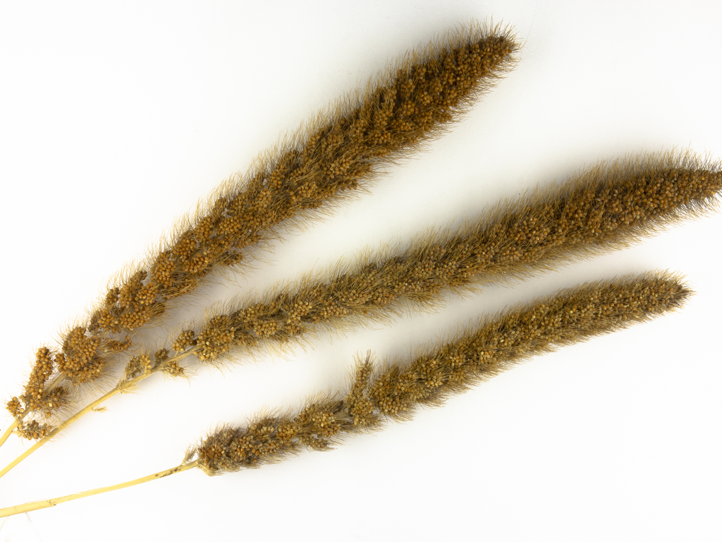 Botanical study of golden foxtail millet grain structure and nutritional density