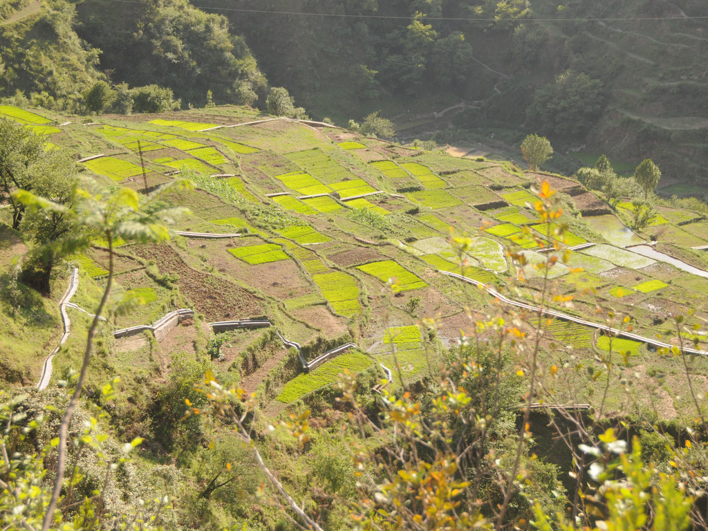 Stepped agricultural terraces in the Himalayan valleys of Uttarakhand with golden millet crops